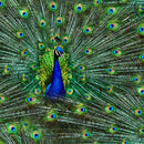 Proud as a Peacock