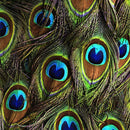 Proud as a Peacock