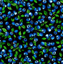 Blueberry CAJ-00017D BLACK Blueberry Allover by Carla Joseph for International Textiles