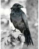 Call of the Wild Panel - Raven X5568-494 Hoffman Spectrum Print.
