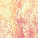 Fusion 27607-C Coral Splash by Ocllo Mason for QT Fabrics