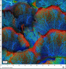 Jewels of the Sea DCX11122-INDI-D Indigo Magnificent Coral by Michael Miller Fabrics