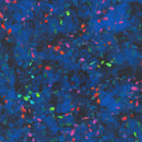 Venice AQSD-19720-80 Evening