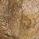 Fusion II 28291-A Brown Surge Quilting Treasures Ocllo Mason