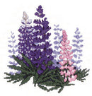 Lupins Cross Stitch