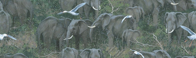Safari 76180-6510715 Elephants Packed by Wild Wings and Michael Sieve for Springs Creative