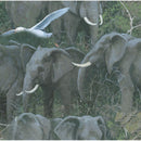 Safari 76180-6510715 Elephants Packed by Wild Wings and Michael Sieve for Springs Creative