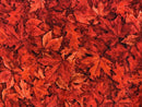 The Great White North 28800-R Packed Leaves by Dan Morris for Quilting Treasures